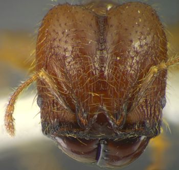 Media type: image; Entomology 34229   Aspect: head frontal view